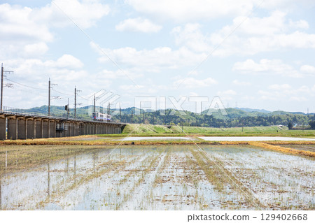 [Hokuhoku Line] A local train running on an elevated track surrounded by rice paddies 129402668