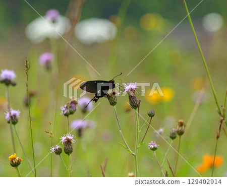 AI generated Kaiser-i-Hind butterfly with fully extended emerald-green wings perched on a wildflower in a colorful Himalayan meadow under soft morning light 129402914