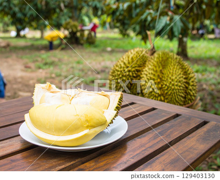 AI generated A wooden table filled with fresh thai durians some halved and peeled flesh on white plate looking delicious Background shows durian orchard with farmers harvesting agriculture 129403130