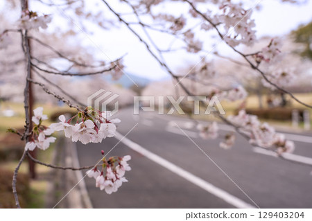 Spring in Hokusei Central Park, known as the Cherry Blossom Forest, Yokkaichi City, Mie Prefecture Spring in Hokusei Central Park, known as the Cherry Blossom Forest, Yokkaichi City, Mie Prefecture 129403204
