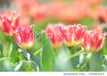 Tulip Festival 129404224