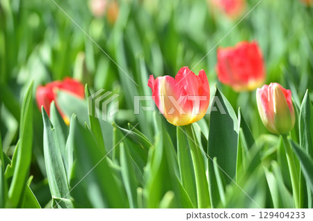 Tulip Festival 129404233