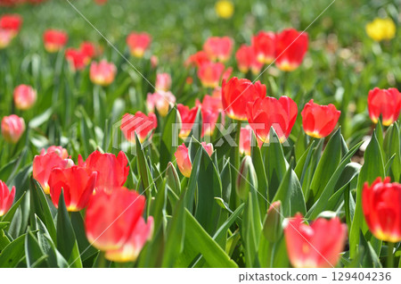 Tulip Festival Tulip Festival 129404236