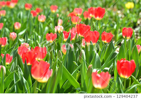 Tulip Festival 129404237