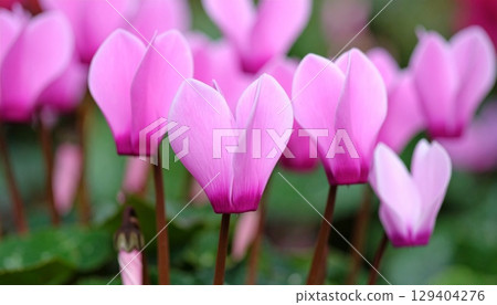 Cyclamen flowers 129404276