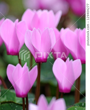 Cyclamen flowers 129404277