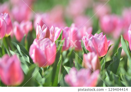 Tulip Festival 129404414