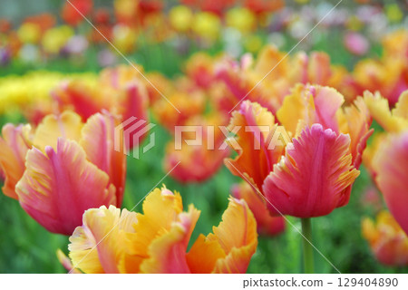 Tulip Festival 129404890