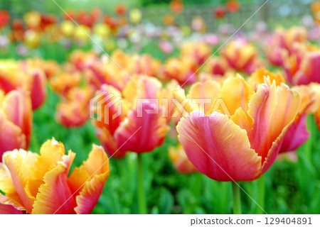 Tulip Festival 129404891