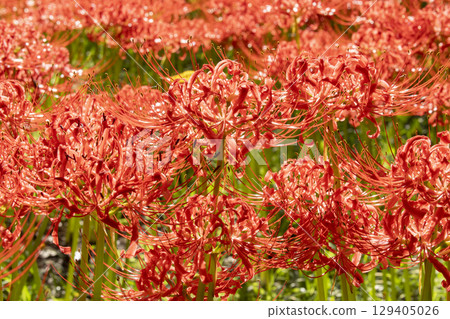 馬拉迪拉花 馬拉迪拉花 129405026
