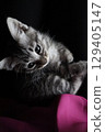 Embraced kitten 129405147