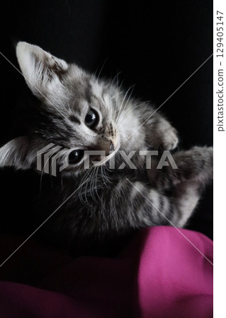 Embraced kitten Embraced kitten 129405147