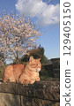 A stray cat in the evening with cherry blossoms in the background 129405150