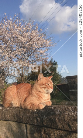 A stray cat in the evening with cherry blossoms in the background A stray cat in the evening with cherry blossoms in the background 129405150