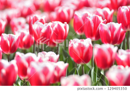 鬱金香領域 129405350