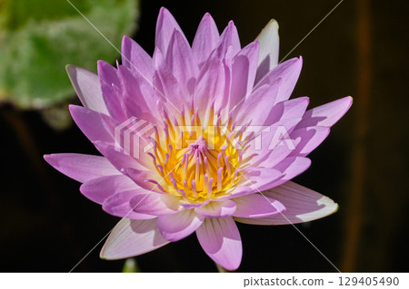 Water Lily - Broome Water Lily - Broome 129405490