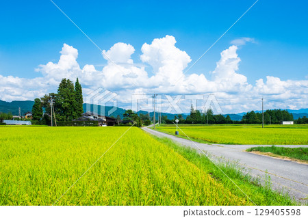 Country landscape in summer 129405598