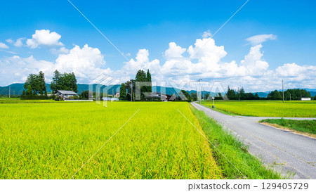 Country landscape in summer 129405729