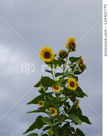 Sunflowers on a Cloudy Day 129405779