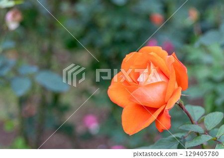 Rose of orange 129405780