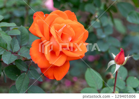 Orange rose in full bloom 129405806