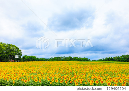 Vast sunflower fields [Hokuryu Town, Hokkaido] 129406204