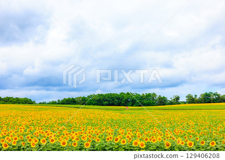 廣闊的向日葵田[北海道北龍町] 129406208
