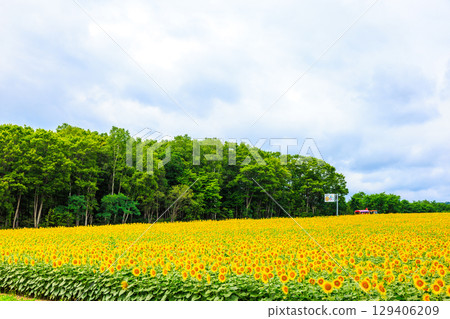 Vast sunflower fields [Hokuryu Town, Hokkaido] 129406209