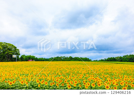 Vast sunflower fields [Hokuryu Town, Hokkaido] 129406216