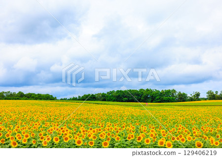 廣闊的向日葵田[北海道北龍町] 129406219