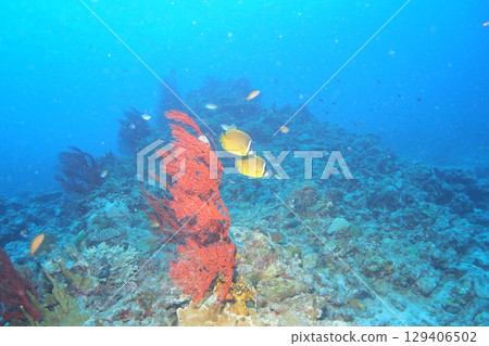 Coral, blue sea and butterflyfish - Underwater photo Coral, blue sea and butterflyfish - Underwater photo 129406502