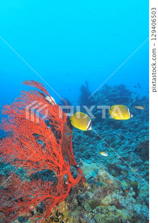 Coral, blue sea and butterflyfish - Underwater photo Coral, blue sea and butterflyfish - Underwater photo 129406503