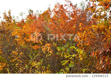 Autumn foliage scenery on the plateau, Toma Plateau, Niigata Prefecture Autumn foliage scenery on the plateau, Toma Plateau, Niigata Prefecture 129406515