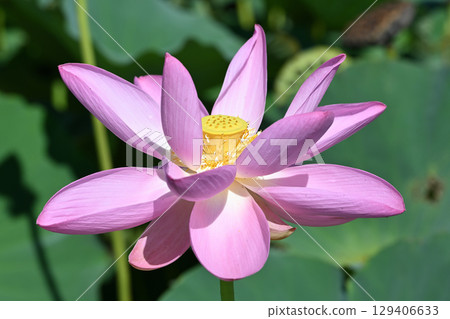 福島縣國見町厚石千禧公園盛開的粉紅中尊寺蓮花 129406633