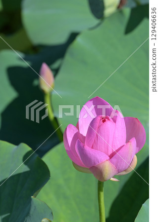 Pink Chusonji lotus flowers blooming at Atsukashi Millennium Park in Kunimi Town, Fukushima Prefecture 129406636