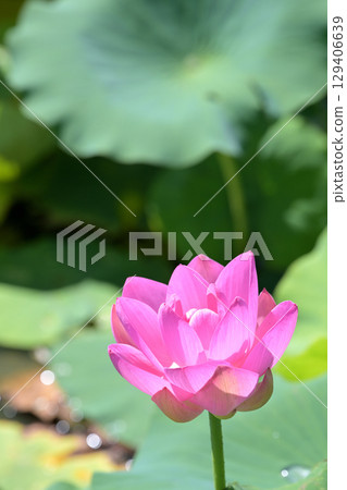 福島縣國見町厚石千禧公園盛開的粉紅中尊寺蓮花 福島縣國見町厚石千禧公園盛開的粉紅中尊寺蓮花 129406639