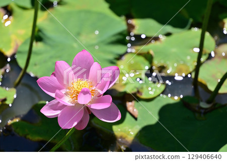 Pink Chusonji lotus flowers blooming at Atsukashi Millennium Park in Kunimi Town, Fukushima Prefecture 129406640