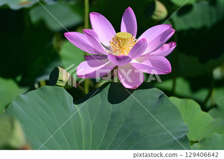 福島縣國見町厚石千禧公園盛開的粉紅中尊寺蓮花 129406642