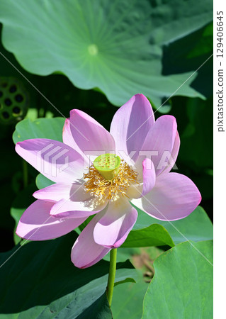 福島縣國見町厚石千禧公園盛開的粉紅中尊寺蓮花 福島縣國見町厚石千禧公園盛開的粉紅中尊寺蓮花 129406645