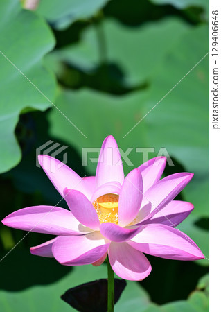 福島縣國見町厚石千禧公園盛開的粉紅中尊寺蓮花 129406648