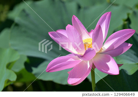 福島縣國見町厚石千禧公園盛開的粉紅中尊寺蓮花 福島縣國見町厚石千禧公園盛開的粉紅中尊寺蓮花 129406649