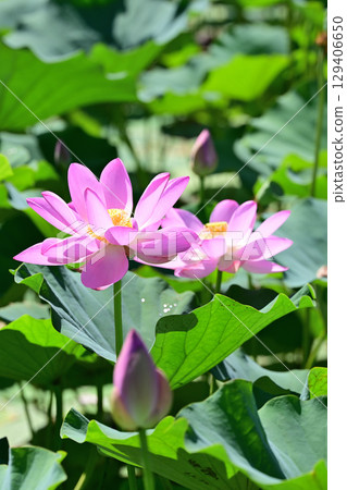 福島縣國見町厚石千禧公園盛開的粉紅中尊寺蓮花 福島縣國見町厚石千禧公園盛開的粉紅中尊寺蓮花 129406650