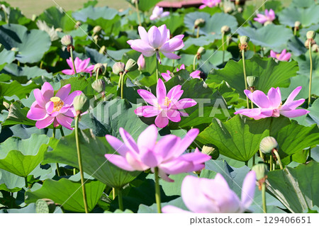 Pink Chusonji lotus flowers blooming at Atsukashi Millennium Park in Kunimi Town, Fukushima Prefecture 129406651