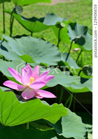 Pink Chusonji lotus flowers blooming at Atsukashi Millennium Park in Kunimi Town, Fukushima Prefecture 129406659