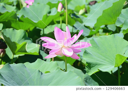 Pink Chusonji lotus flowers blooming at Atsukashi Millennium Park in Kunimi Town, Fukushima Prefecture 129406663