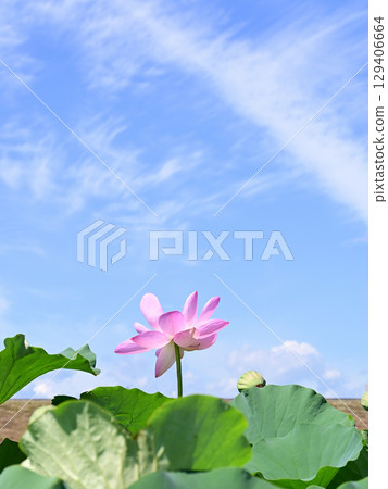 Pink Chusonji lotus flowers blooming at Atsukashi Millennium Park in Kunimi Town, Fukushima Prefecture 129406664