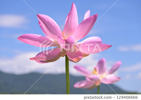 Pink Chusonji lotus flowers blooming at Atsukashi Millennium Park in Kunimi Town, Fukushima Prefecture 129406666