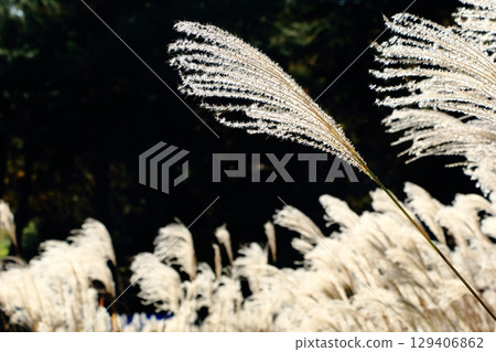 The heads of silver grass shine white The heads of silver grass shine white 129406862