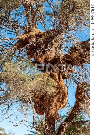 sociable weaver bird nest sociable weaver bird nest 129407617