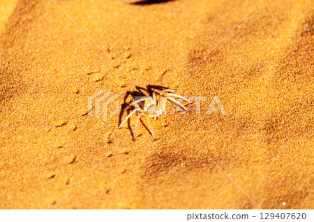 The Namibian Desert near Cha-re The Namibian Desert near Cha-re 129407620
